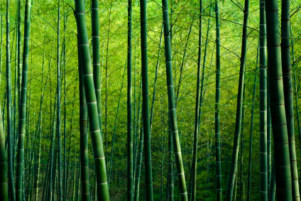 BambooField