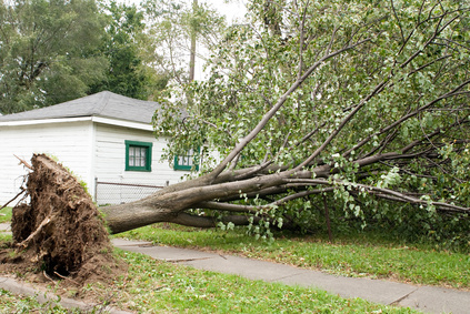 Wind Storm Damage