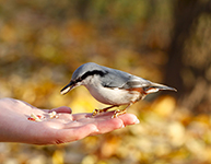 bird on the hand