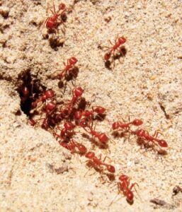 赤蟻の巣