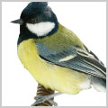 鳥