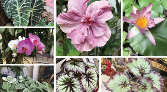 植物とつながる風水の習慣