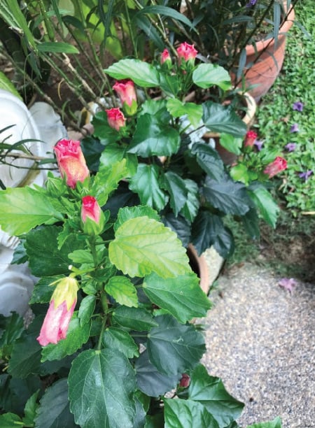 花
