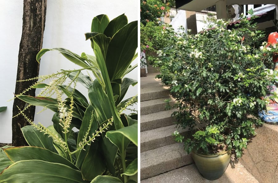 植物
